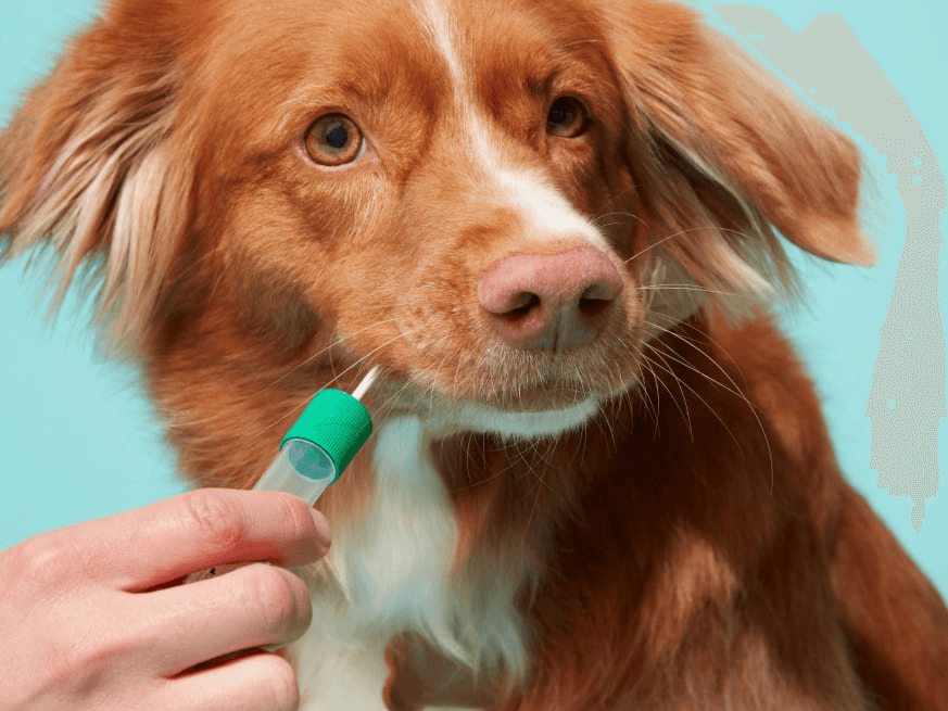 1. Swab