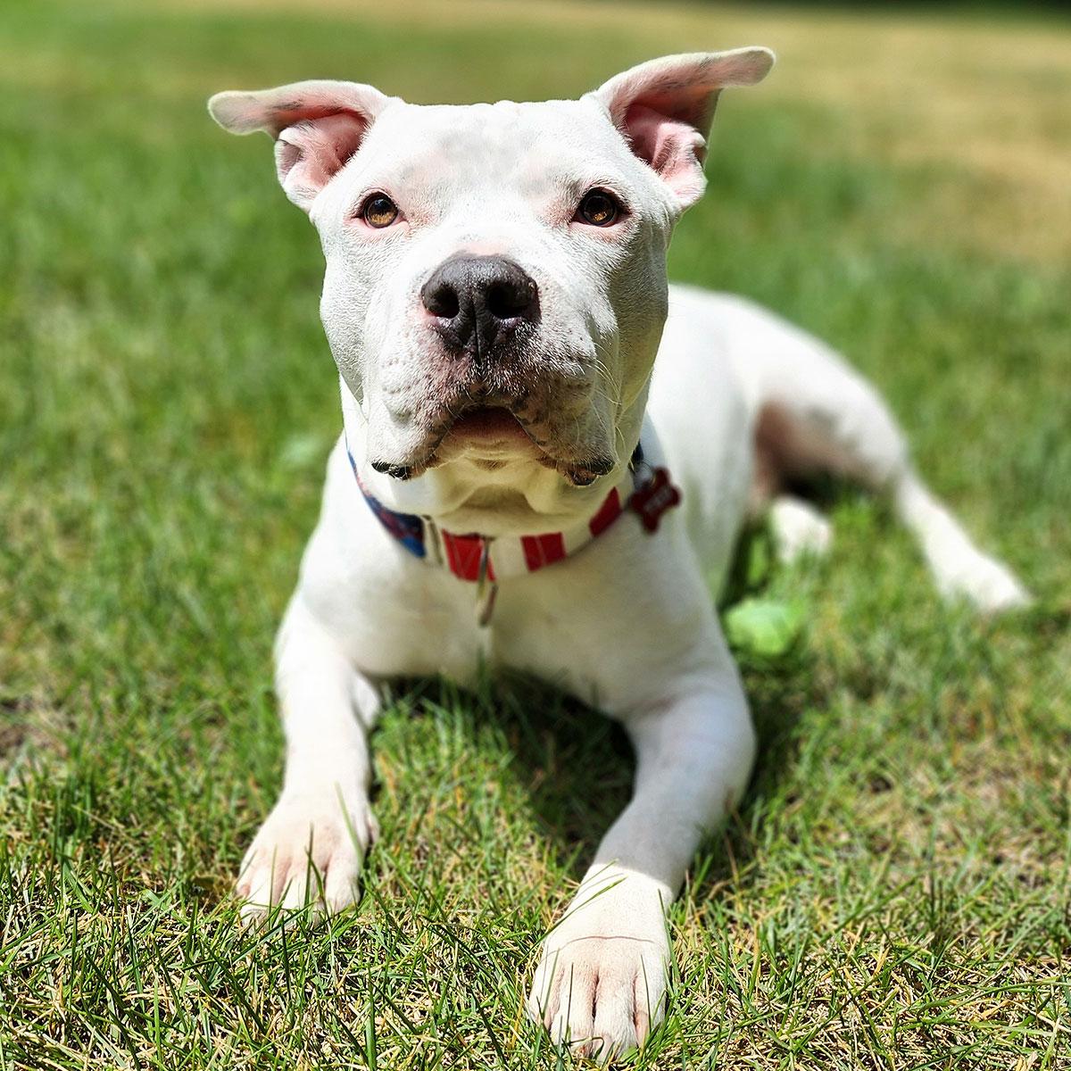 Adoptable pit bull