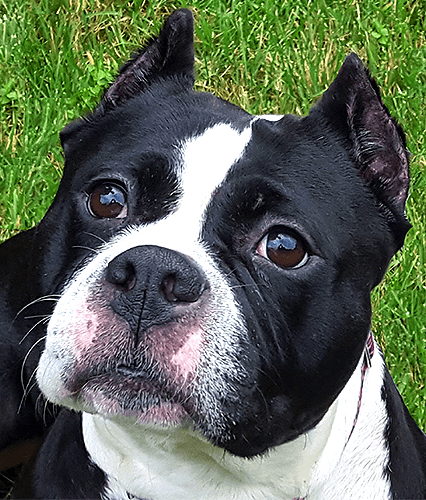 Adoptable pit bull