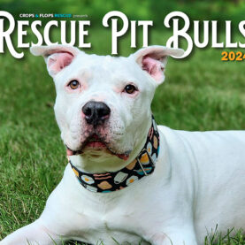 2024 Rescue Pit Bulls Calendar