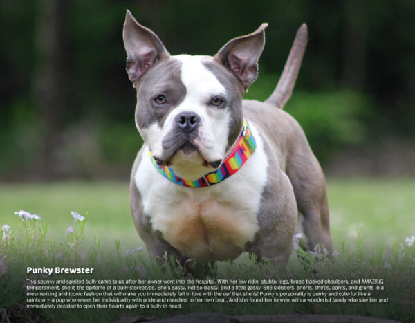 2025 Pit Bull Calendar