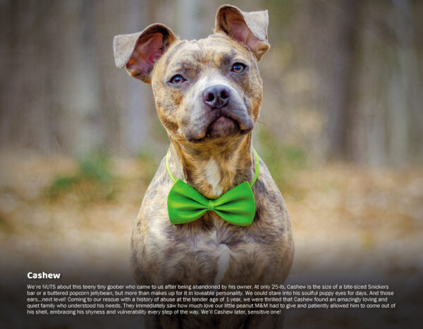 2025 Pit Bull Calendar