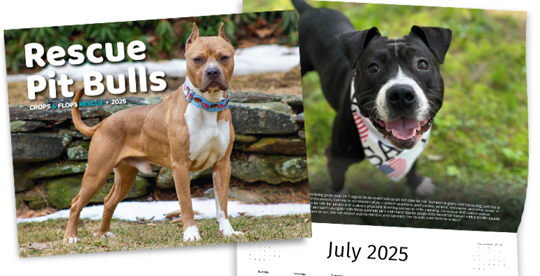 Pit bull calendar 2025 featuring rescue dogs with all profits going to dogs in our care