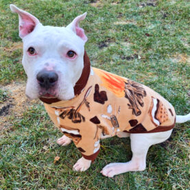 Pit Bull Fleece Dog Jacket