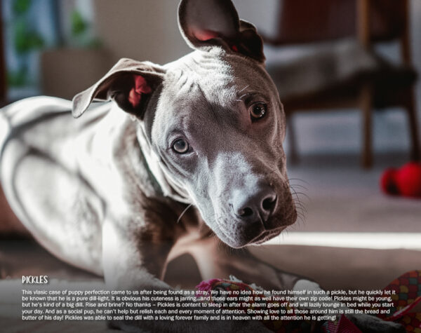 2026 Pit Bull Calendar