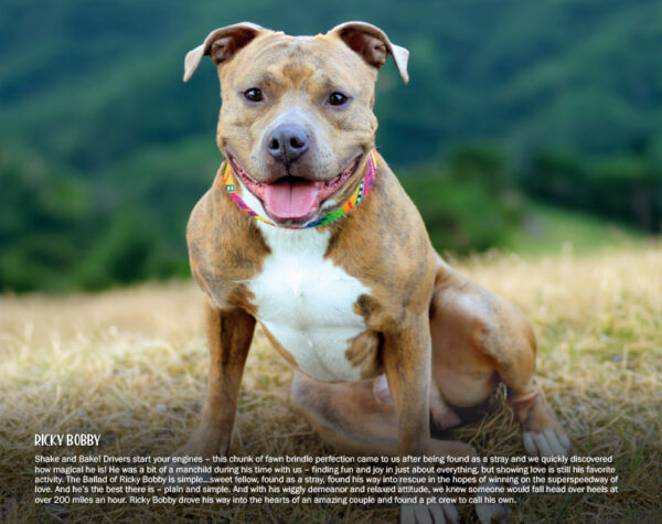 2026 Pit Bull Calendar