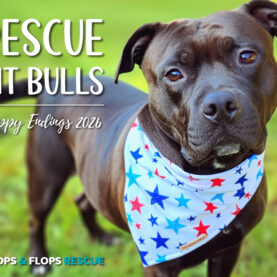 2026 Pit Bull Calendar