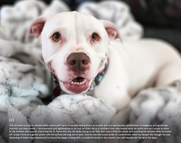 2026 Pit Bull Calendar