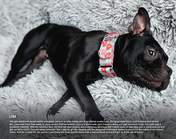 2026 Pit Bull Calendar