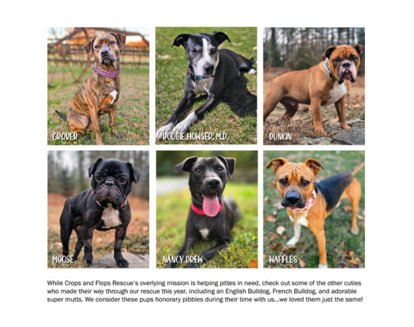 2026 Pit Bull Calendar
