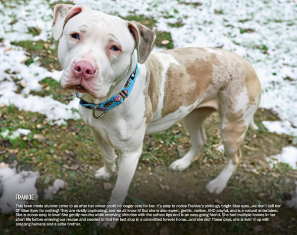 2026 Pit Bull Calendar
