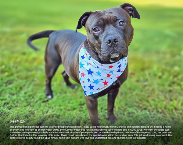 2026 Pit Bull Calendar