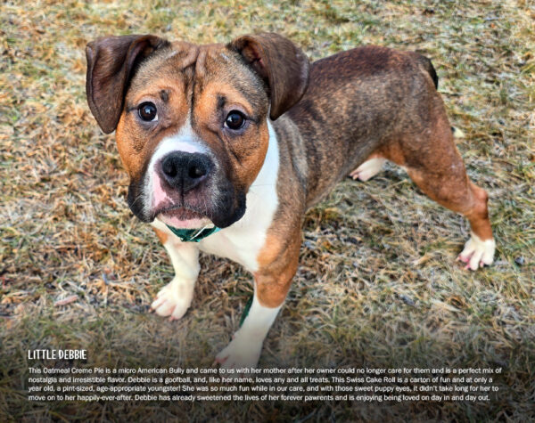 2026 Pit Bull Calendar