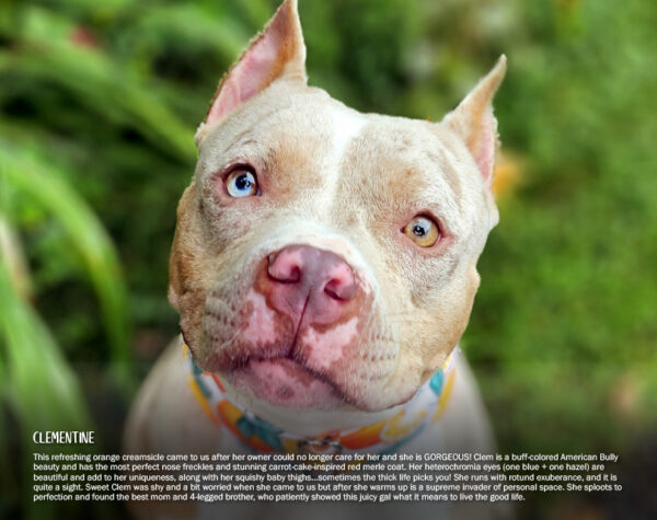 2026 Pit Bull Calendar