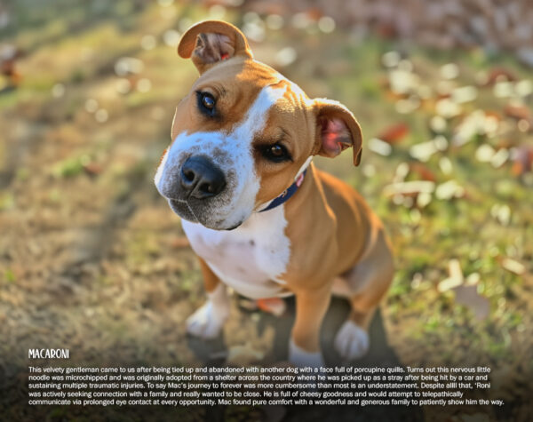 2026 Pit Bull Calendar