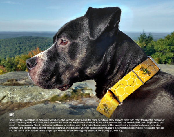 2026 Pit Bull Calendar