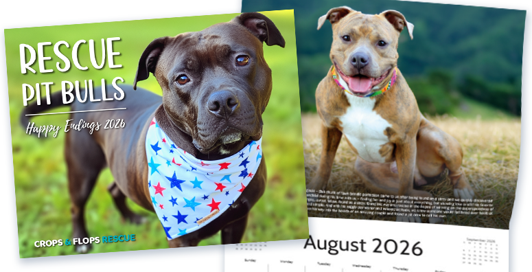 Pit bull calendar 2026 featuring rescue dogs with all profits going to dogs in our care