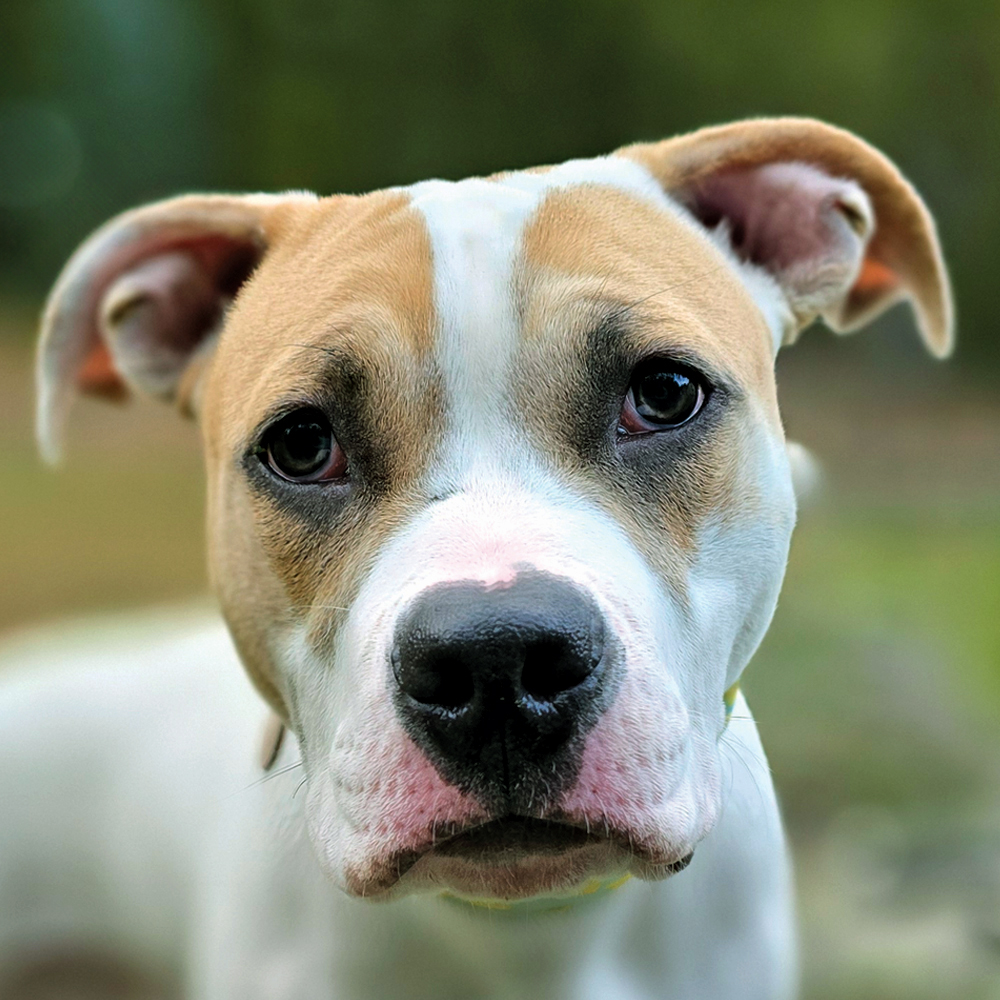 Adopt Marky Mark img