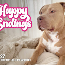 2027 Happy Endings Pit Bull Calendar