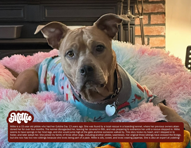 2027 Happy Endings Pit Bull Calendar