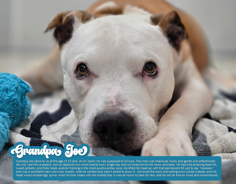 2027 Happy Endings Pit Bull Calendar