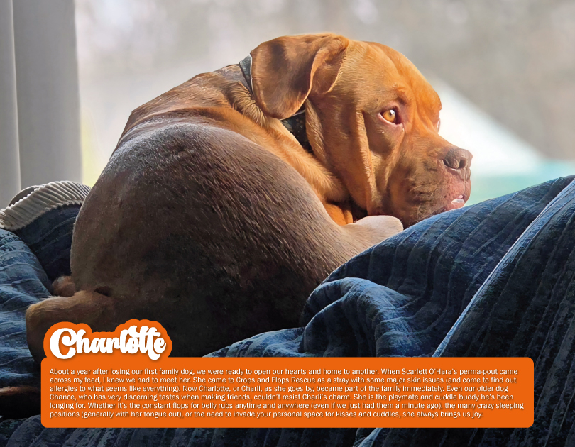 2027 Happy Endings Pit Bull Calendar