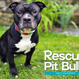 2027 Pit Bull Calendar