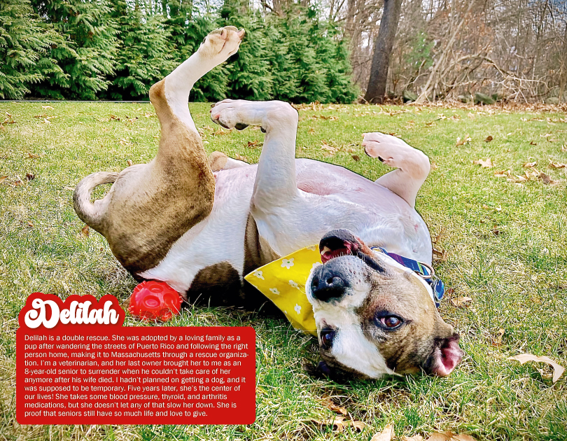 2027 Happy Endings Pit Bull Calendar