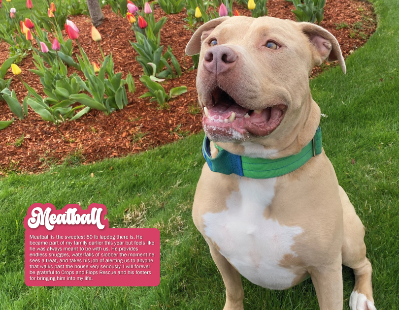 2027 Happy Endings Pit Bull Calendar