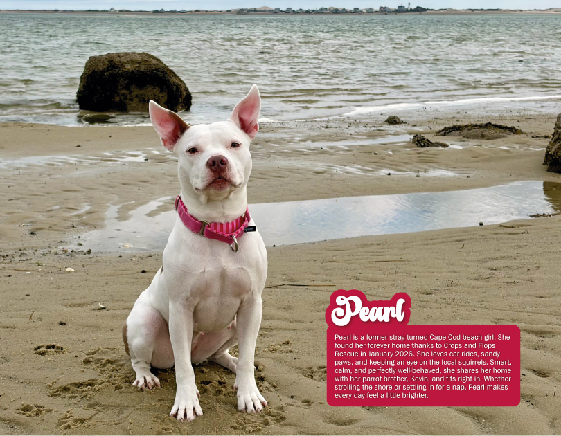 2027 Happy Endings Pit Bull Calendar