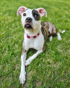 Babybel